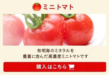 九州 熊本産  ソムリエミニトマト