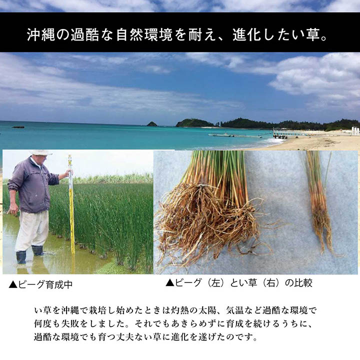 DX沖縄ビーグ い草 い草ラグ カーペット ビーグ 国産 日本製 沖縄 和室 リビング 滑り止め お手入れ簡単 夏 抗菌防臭 調湿 消臭 空気清浄 汚れにくい_3