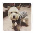犬・猫服