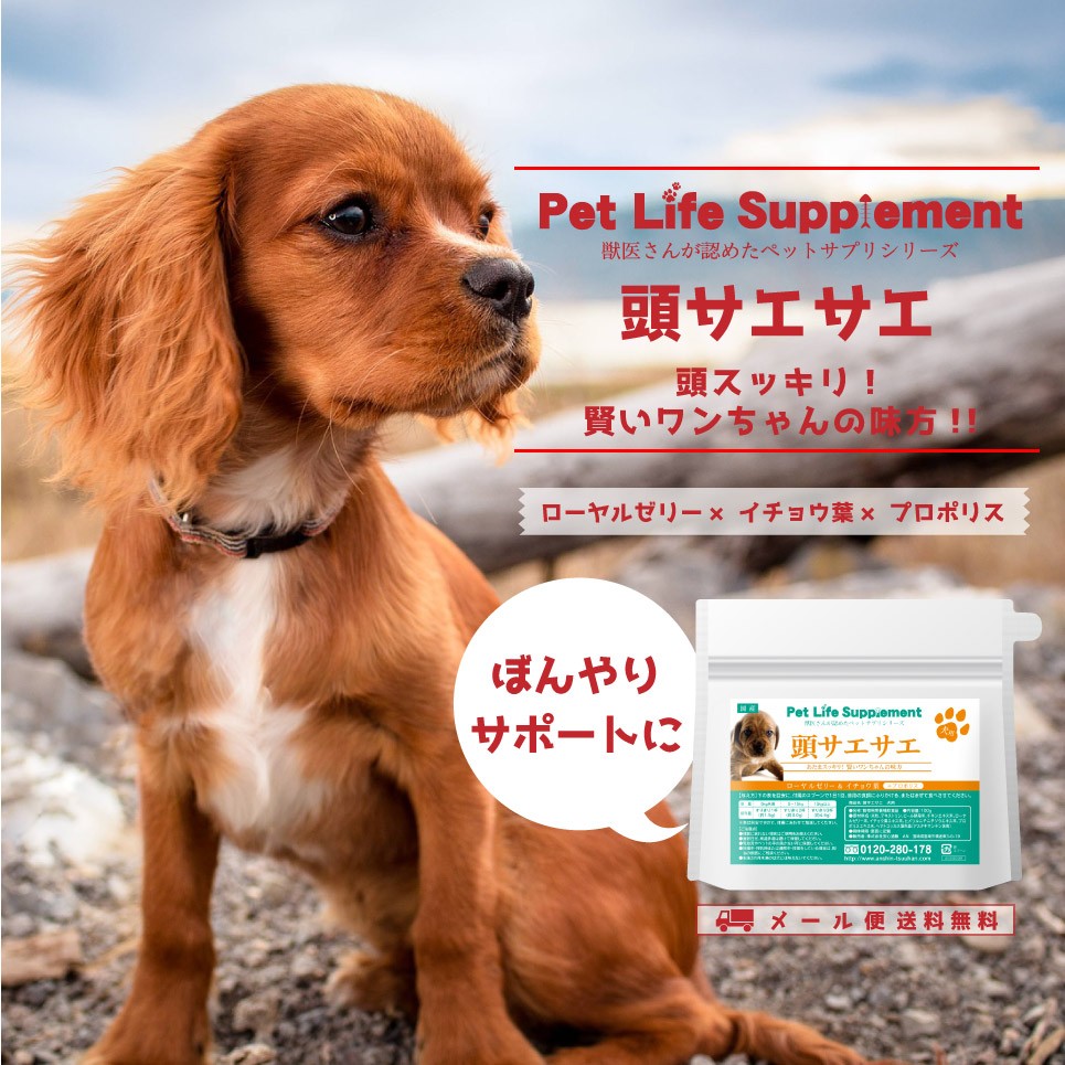 ペットサプリメント 犬の頭サエサエ プロポリスエキス 送料無料 ト 健脳サポート ドッグフード デキストリン 高齢犬 ビール酵母 イチョウ葉 フェルラ酸 Dogsaesae 1 Relieflife Yahoo ショッピング店 通販 Yahoo ショッピング