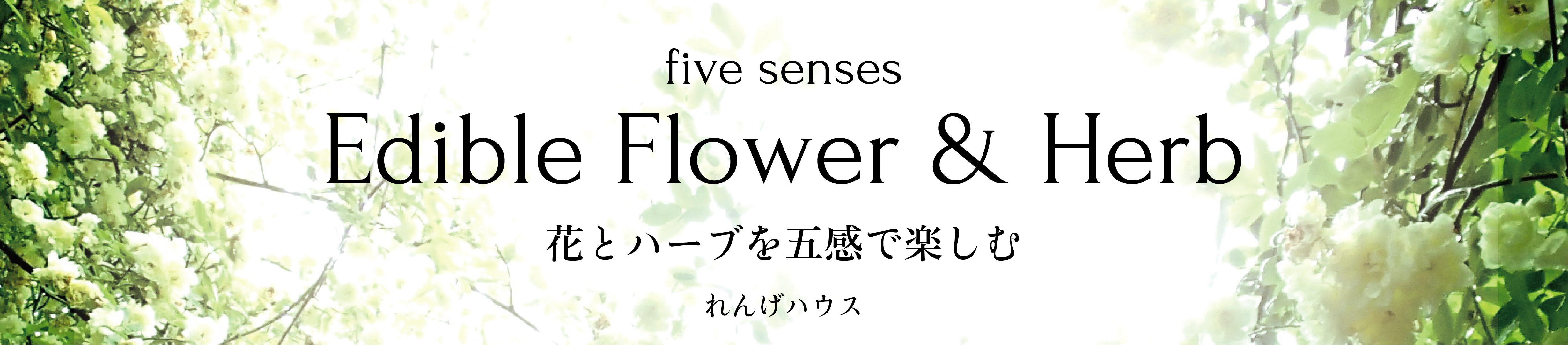 れんげハウス ヘッダー画像