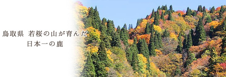 若桜の山が育んだ日本一の鹿