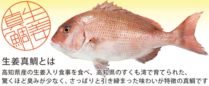 産直マルシェ 高知県 生姜真鯛 魚 Yahoo ショッピング