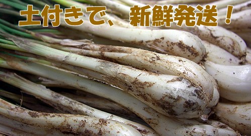 土付きで新鮮!の島らっきょう