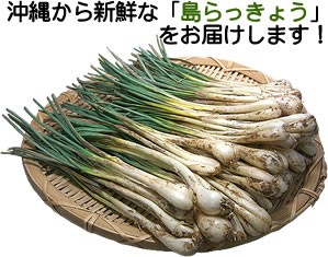 島らっきょうのザル盛り