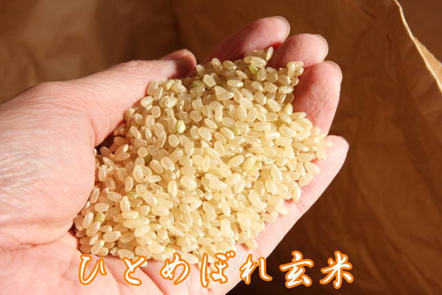 ひとめぼれ 令和6年産 【天日干し】宮城県産 30kg（玄米 10kg