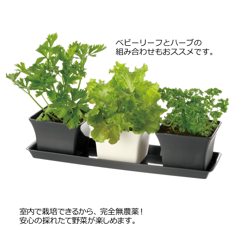 鉢プランターガーデニングリッチェルRichellベビーリーフプランター27型N