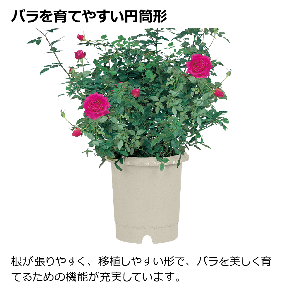 ES バラ鉢 10号