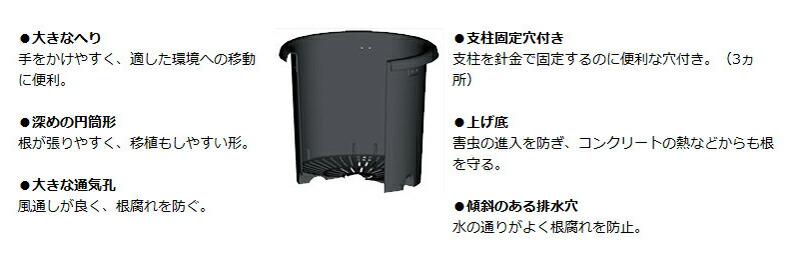 菊鉢5号