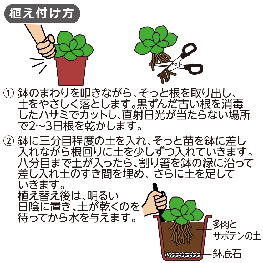 クロレラの恵みR多肉とサボテンの土5L