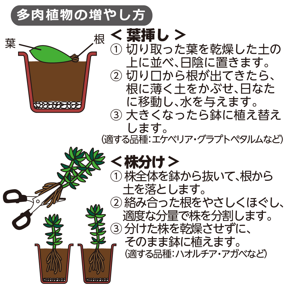 クロレラの恵みR多肉とサボテンの土5L