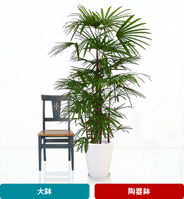 観葉植物 おしゃれ シュロチク 高さ：約150-170cm 籐カゴ : dg-018 