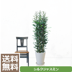 観葉植物 おしゃれ コンシンネ 高さ：約150?170cm 籐カゴ : dg-007