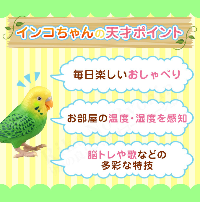 毎日おしゃべり 天才インコちゃん 青色 黄色 タカラトミー しゃべる