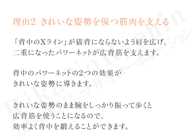 理由2きれいな姿勢を保つ筋肉を支える