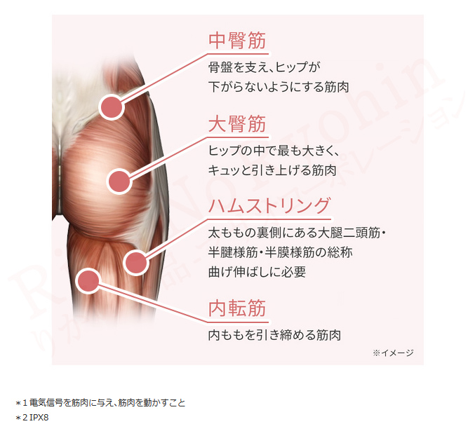 中臀筋