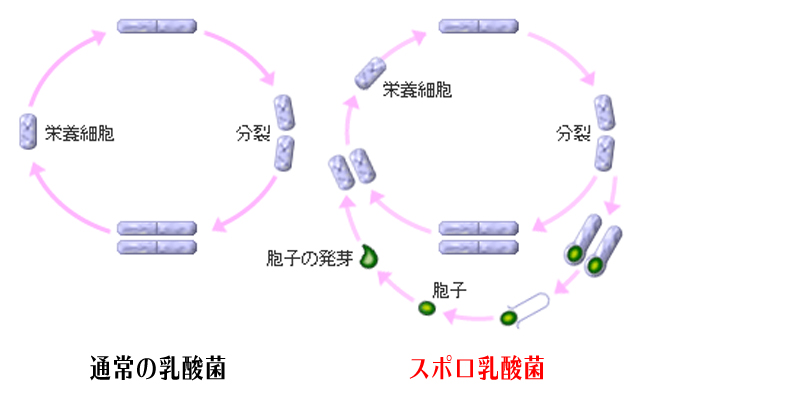 ビスコ保存缶乳酸菌