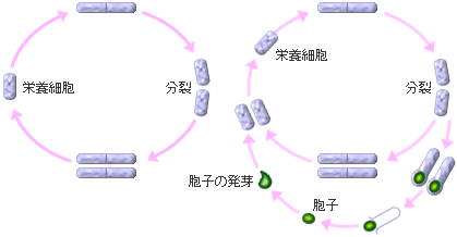 乳酸菌イメージ