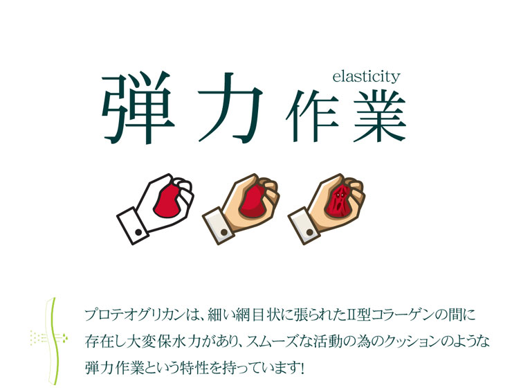 プロテオグリカン(4)