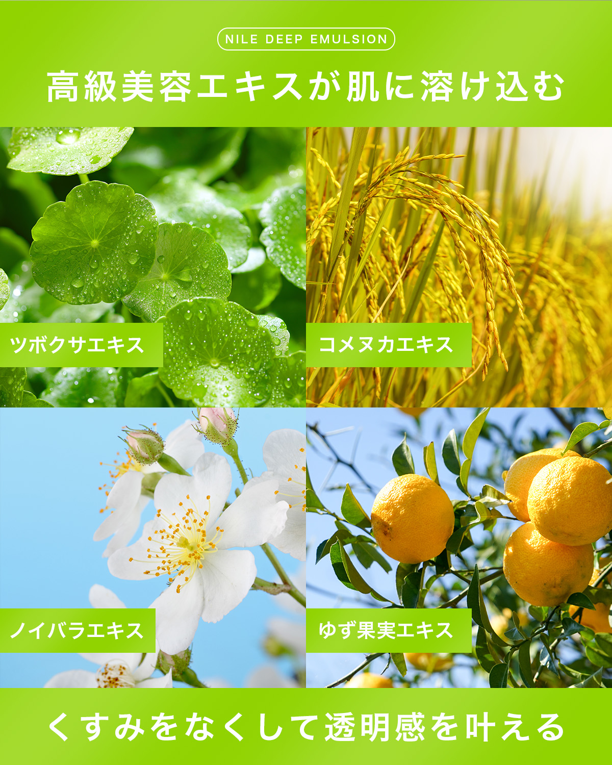 Nile 乳液 保湿 メンズ セラミド アロエ 敏感 乾燥肌 潤い 150mL 送料