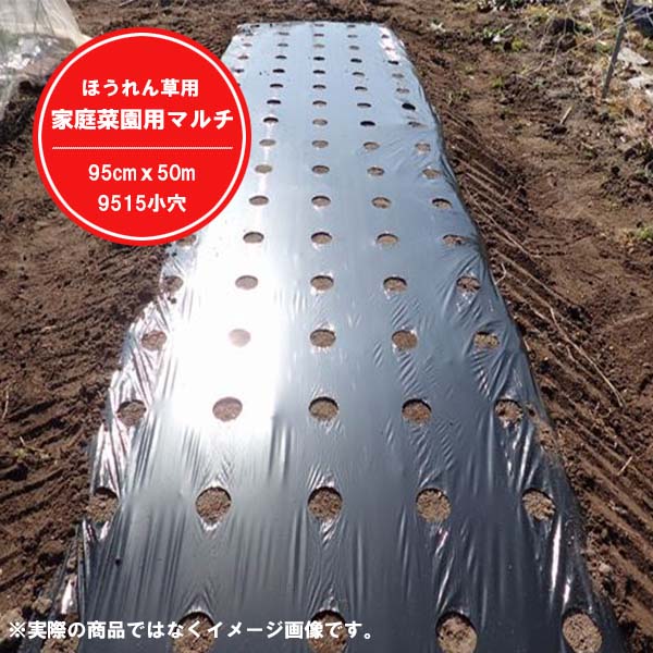 家庭菜園用マルチ ほうれん草用 95cmx50m 9515小穴 : ロケットマート