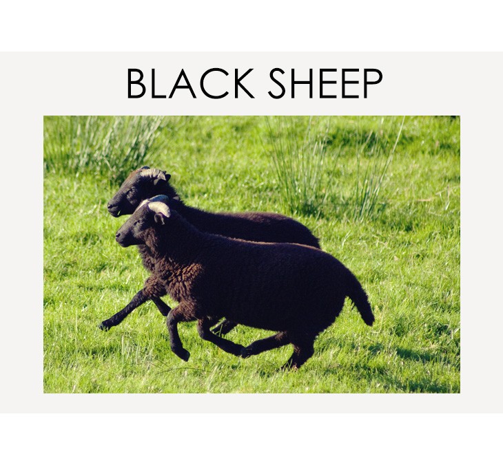 BLACK SHEEP