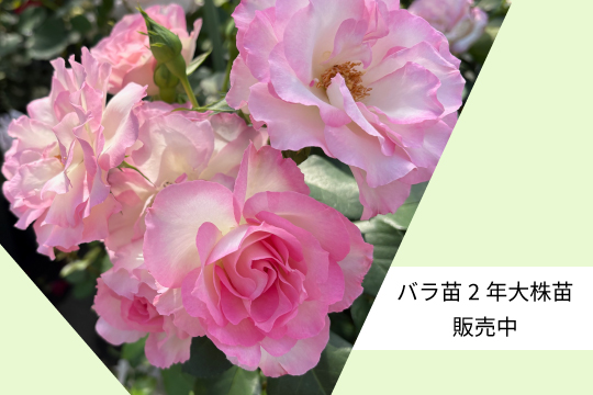 安心バラ苗の店 ヤフー店 - Yahoo!ショッピング