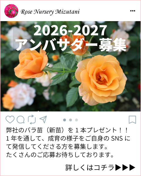 安心バラ苗の店 ヤフー店 - Yahoo!ショッピング