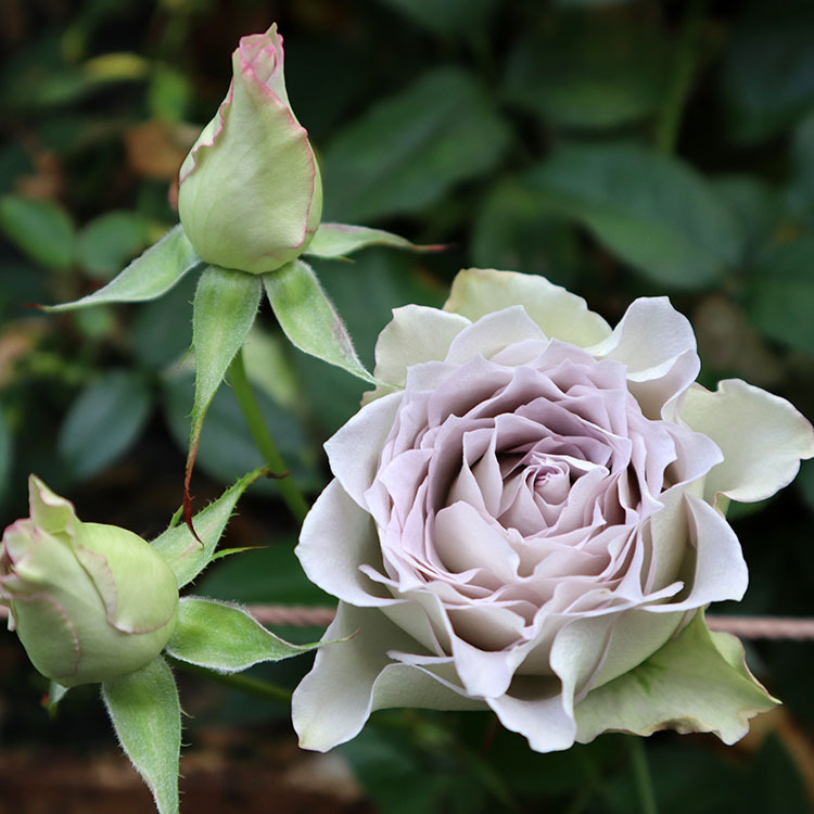 バラ専門店 ザ ローズショップ ２０２０ １０ １０ 三代目コラム Yahoo ショッピング