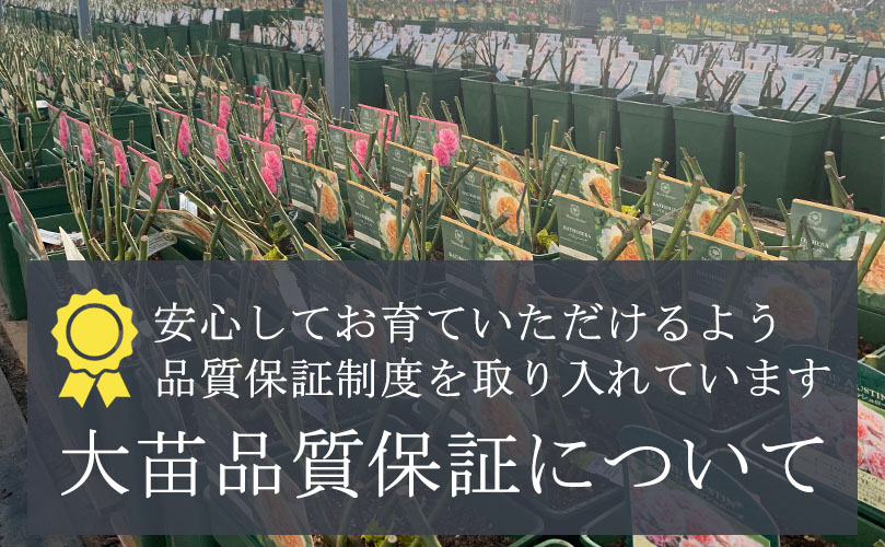 バラ専門店 ザ・ローズショップ - Yahoo!ショッピング