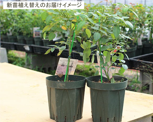 バラ専門店 ザ・ローズショップ - 新苗植え替え・中苗｜Yahoo