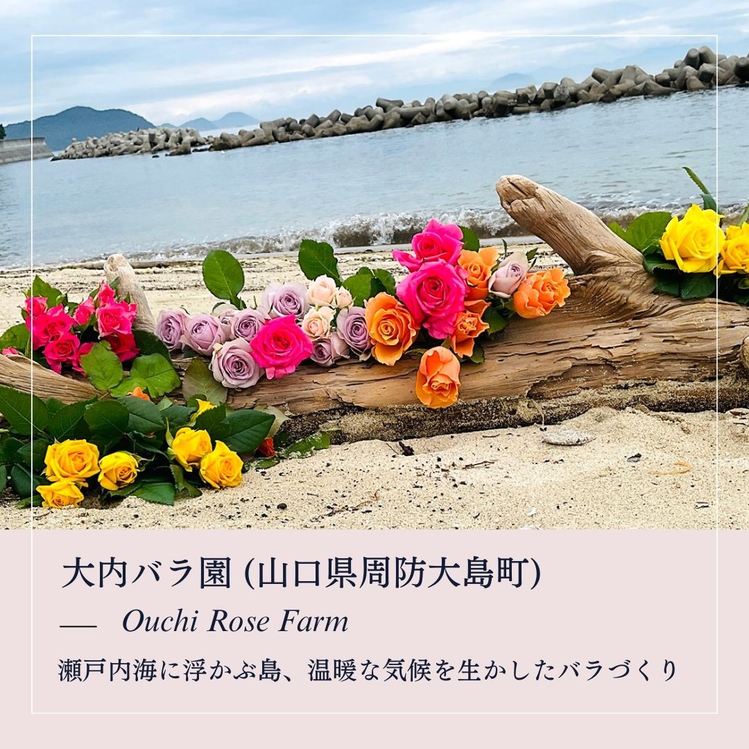 ピンク系バラの花束 30本 (大内バラ園・山口) (産地直送) プレゼント