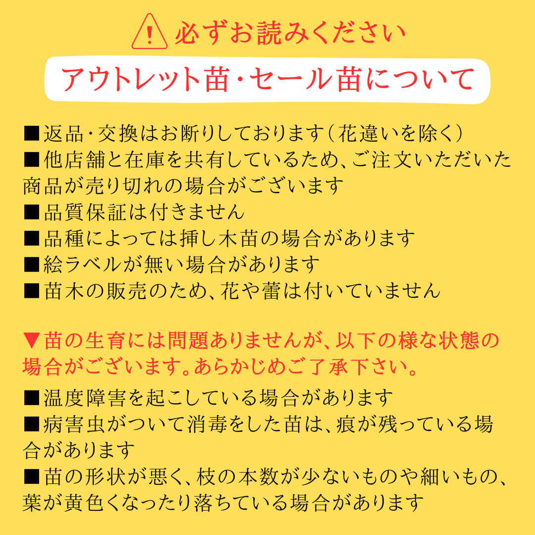 バラ専門店 ザ・ローズショップ - 【アウトレット】バラ苗（形状