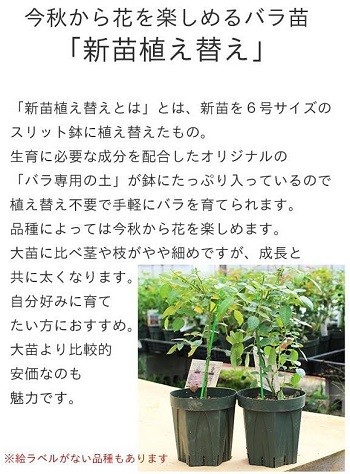バラ苗（大株）ロクサーヌ ロサオリエンテス | mateflowergarden