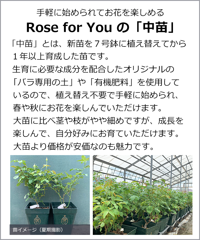 バラ苗 中苗 Rose for You モルゲンロート 7号専用角鉢入 オレンジ系