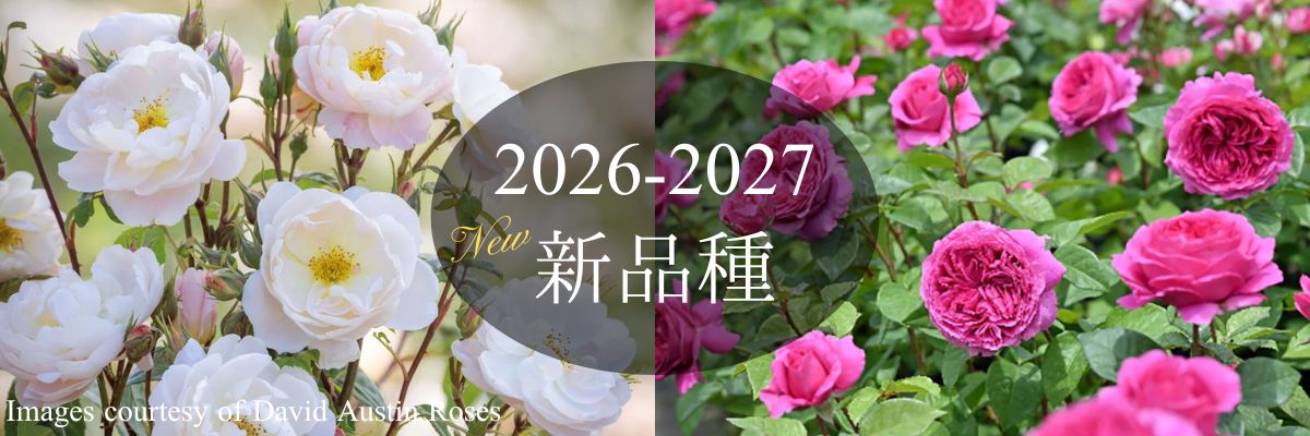 株式会社DDまとめ売り(バラ売り可) バラ専門店 ザ・ローズショップ - 新品種・新入荷品種のバラ｜Yahoo