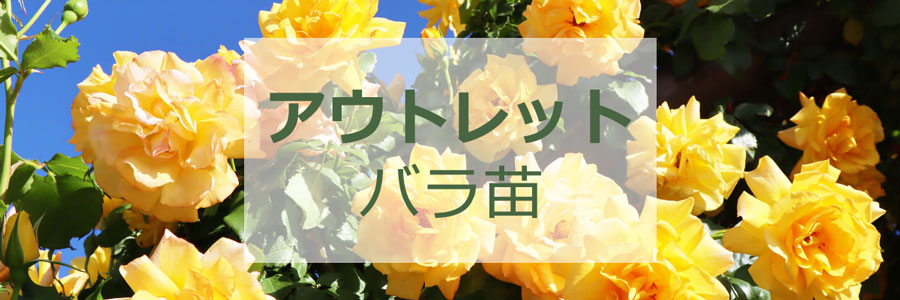 バラ専門店 ザ・ローズショップ - 【アウトレット】バラ苗