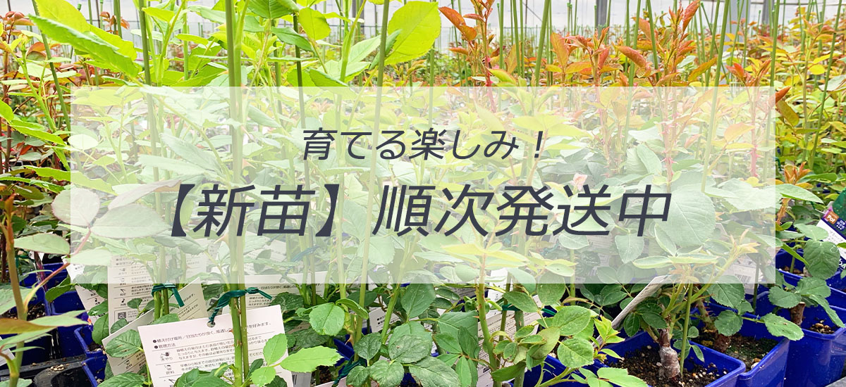 バラ専門店 ザ・ローズショップ - Yahoo!ショッピング