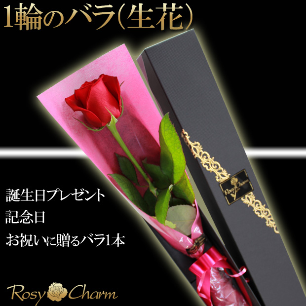 1 本 コレクション の 赤い 薔薇