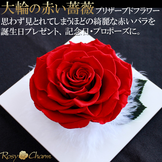 プリザーブドフラワー フォトフレーム 大輪 赤いバラ 一輪 写真立て