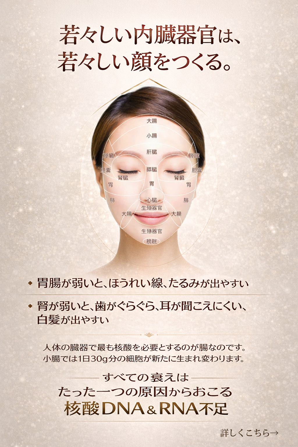 見た目年齢は確実に変えられるタンパク質がもっと必要