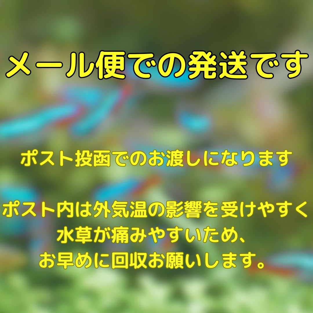 クリプトコリネ・ウェンティーグリーン 1pot6株 送料無料 水草 陰性水草 アクアリウム ウェンティティーグリーン ウェンディ アクアリウムプランツ サトイモ科｜rs-pet｜05