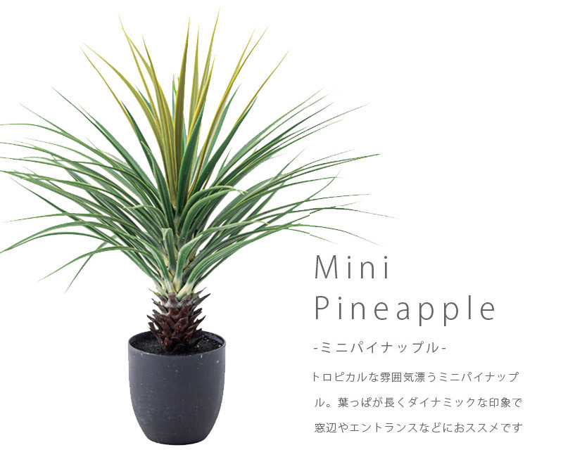 その他観葉植物 RMN img243719.jpg
