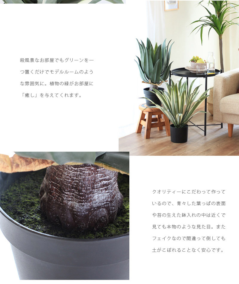 その他観葉植物 RMN img243719.jpg