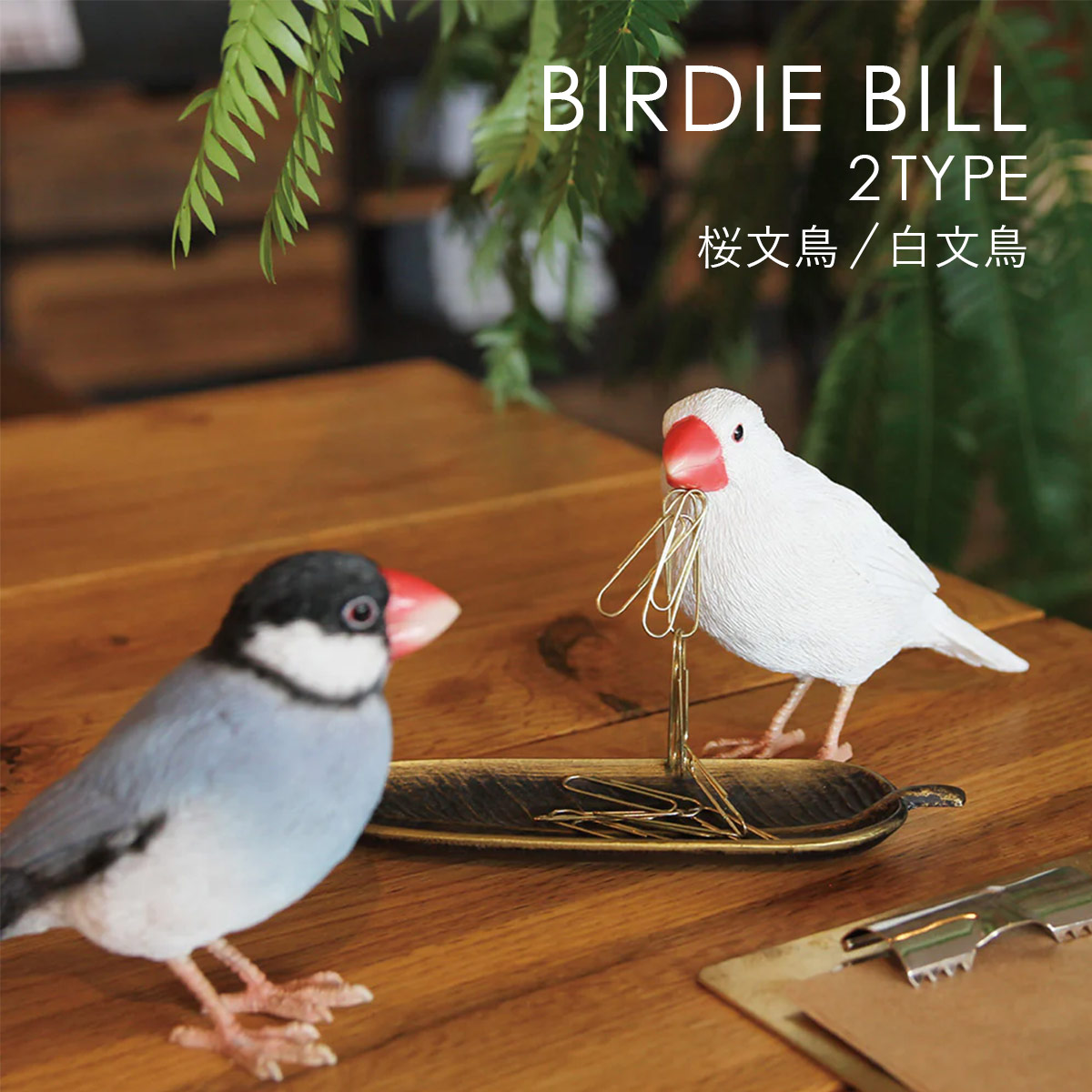 BIRDIE BILL �o�[�f�B �r�� JAVA SPARROW ���� �I�u�W�F �N���b�v�z���_�[ magnet �}�O�l�b�g