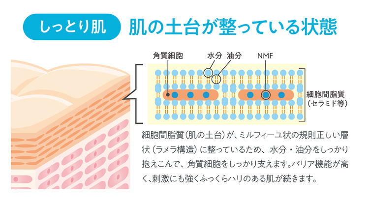 【導入美容液】ラメラエッセンス | 30mL | comoace | 02