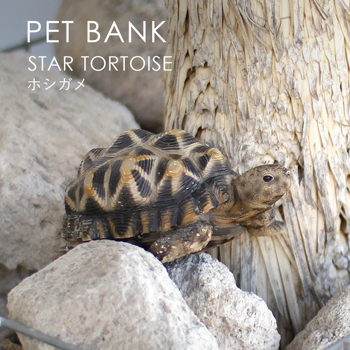 PET BANK �y�b�g�o���N STAR TORTOISE �z�V�K�� �I�u�W�F ������ magnet �}�O�l�b�g
