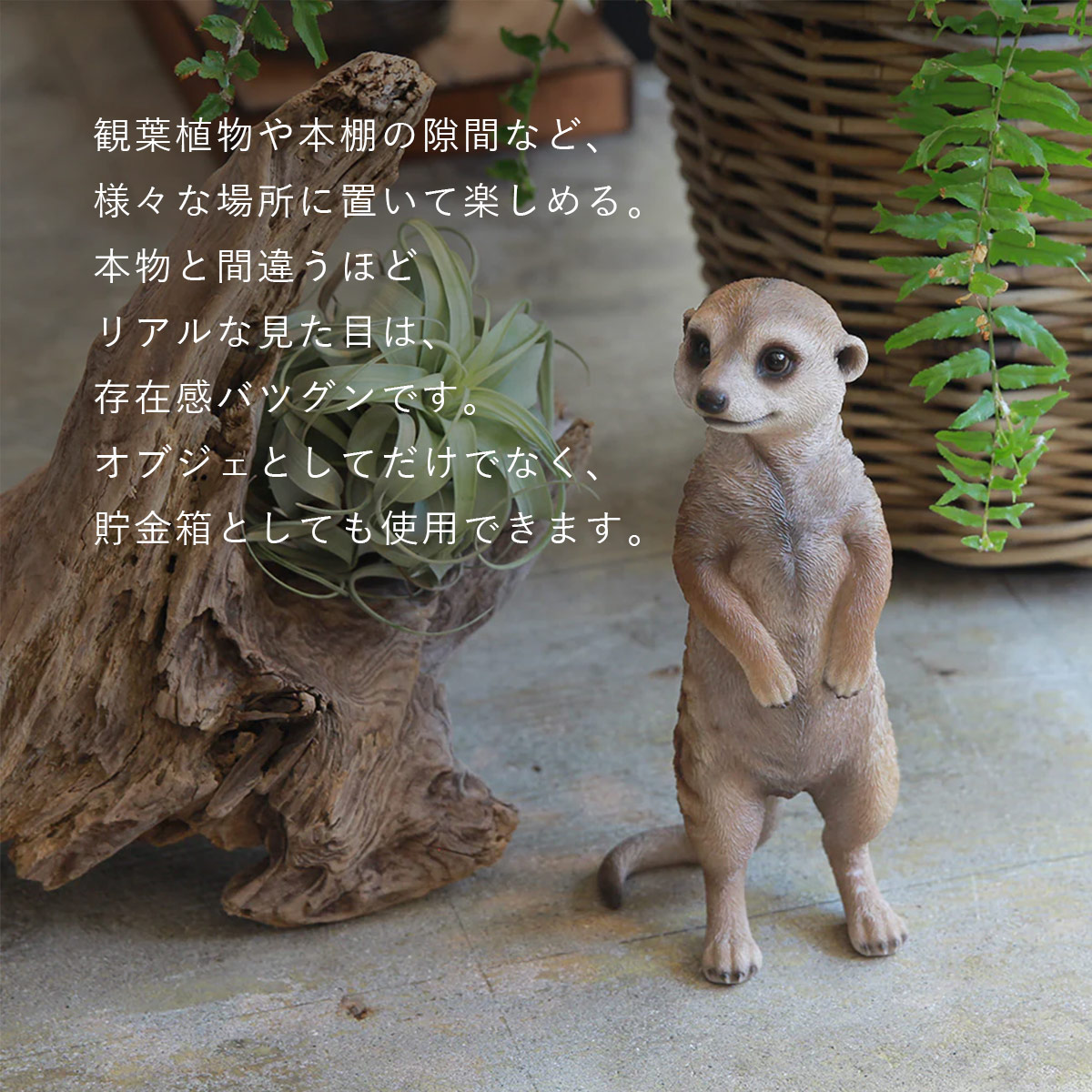 ミーアキャットのおすすめ人気商品一覧 通販 - Yahoo!ショッピング