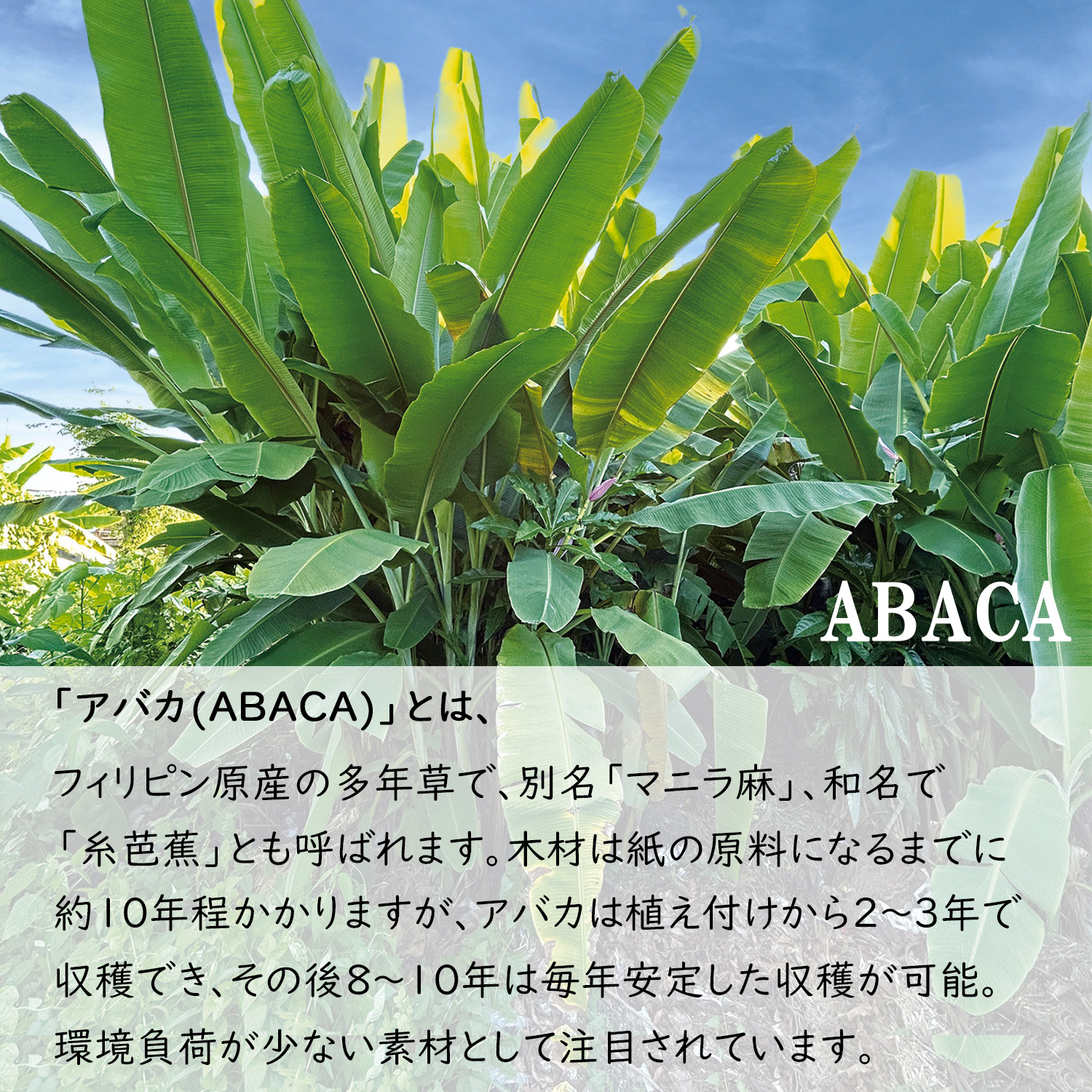 大直 和紙 プリンター用紙 麻紙 晒白 厚口 A4 30枚入 | 大直 | 08