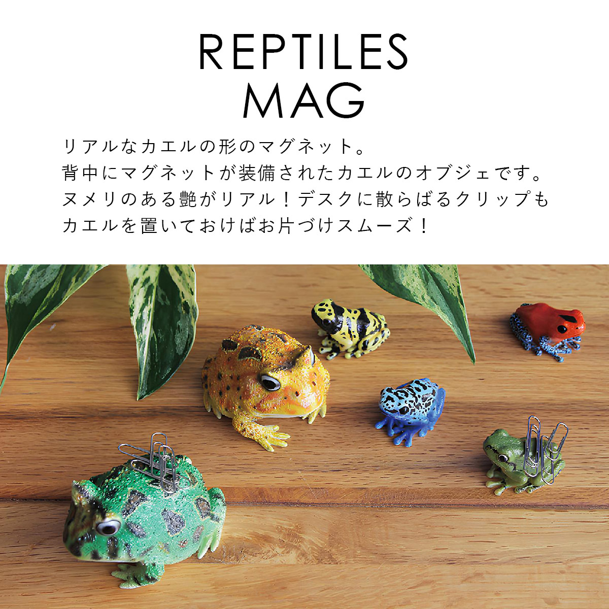 magnet REPTILES MAG レプタイルズ マグ HORNED FROG ベルツノガエル